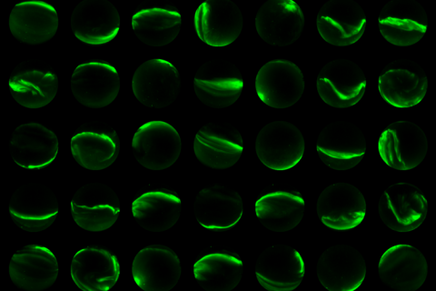 Composite of 49 all-sky auroral images taken from various sites across North America