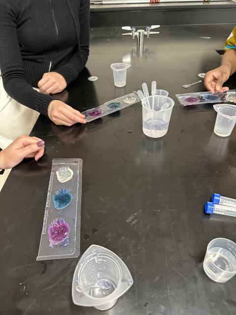 Agar hearts in three different colors in their molding tray on a science classroom bench.